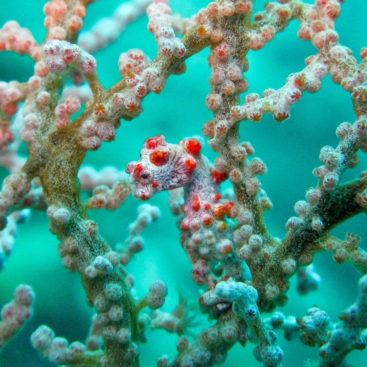 Pigmy Seahorse