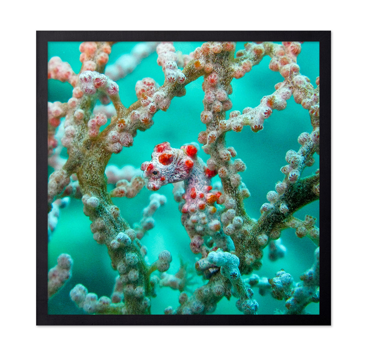 Pigmy Seahorse