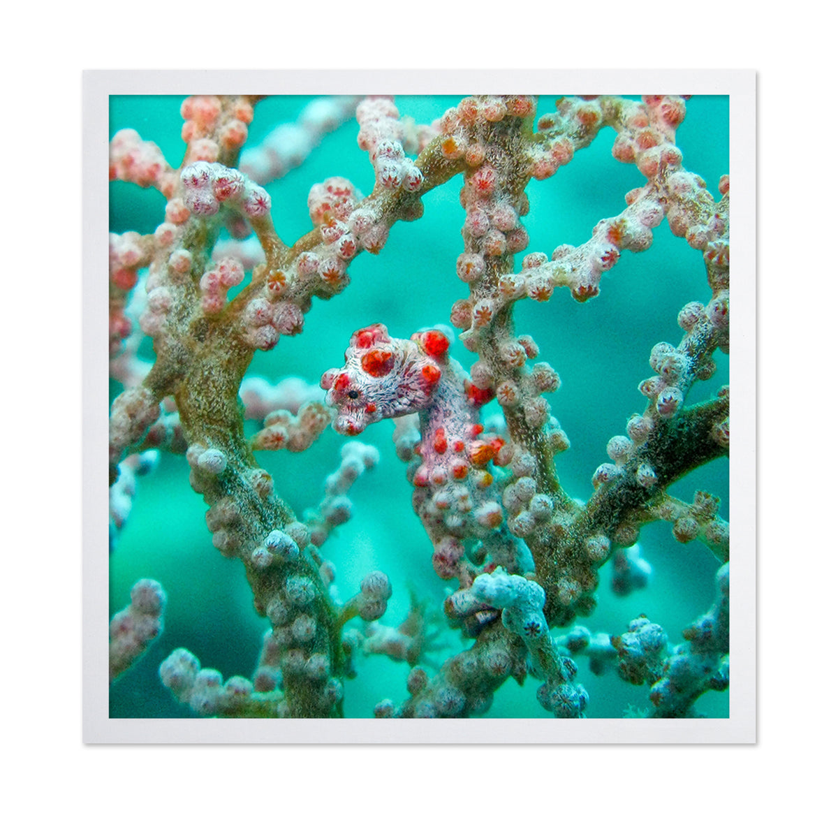 Pigmy Seahorse