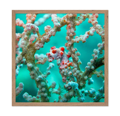 Pigmy Seahorse
