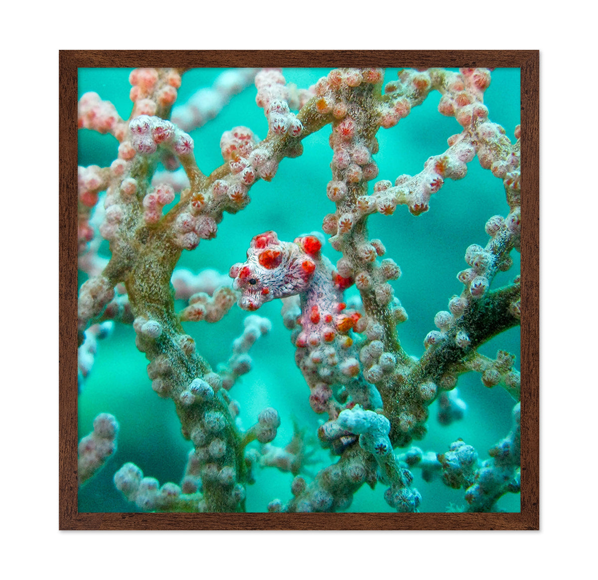 Pigmy Seahorse