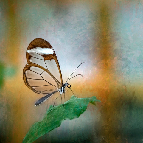 Glasswing Butterfly