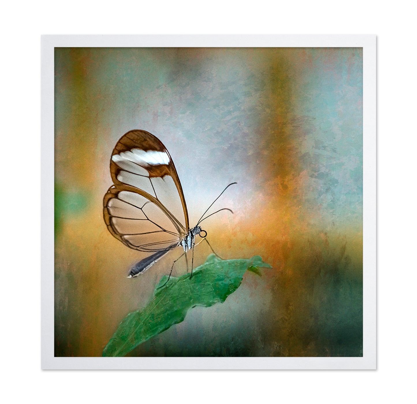 Glasswing Butterfly