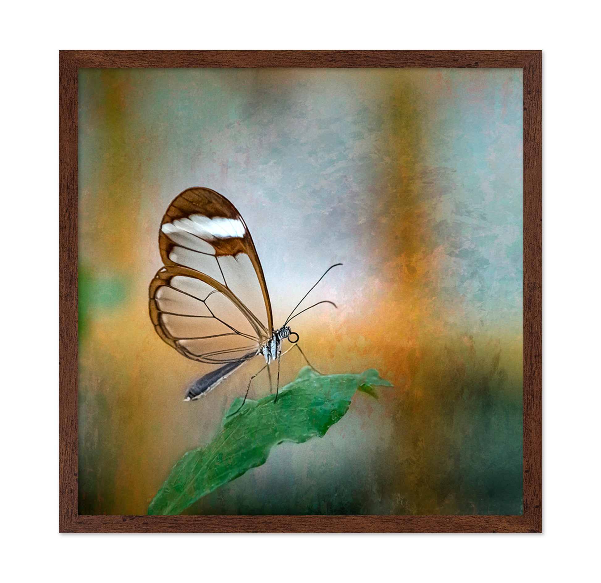Glasswing Butterfly