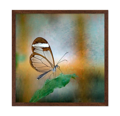Glasswing Butterfly