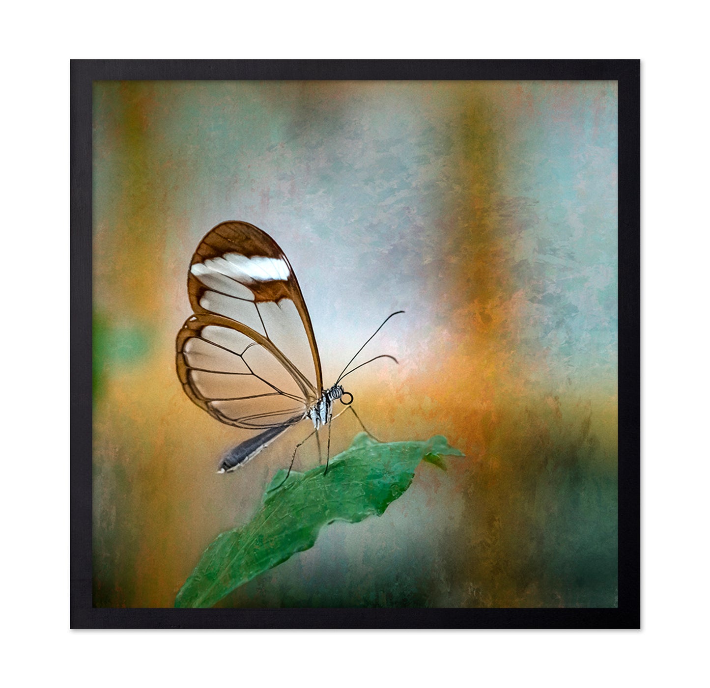 Glasswing Butterfly
