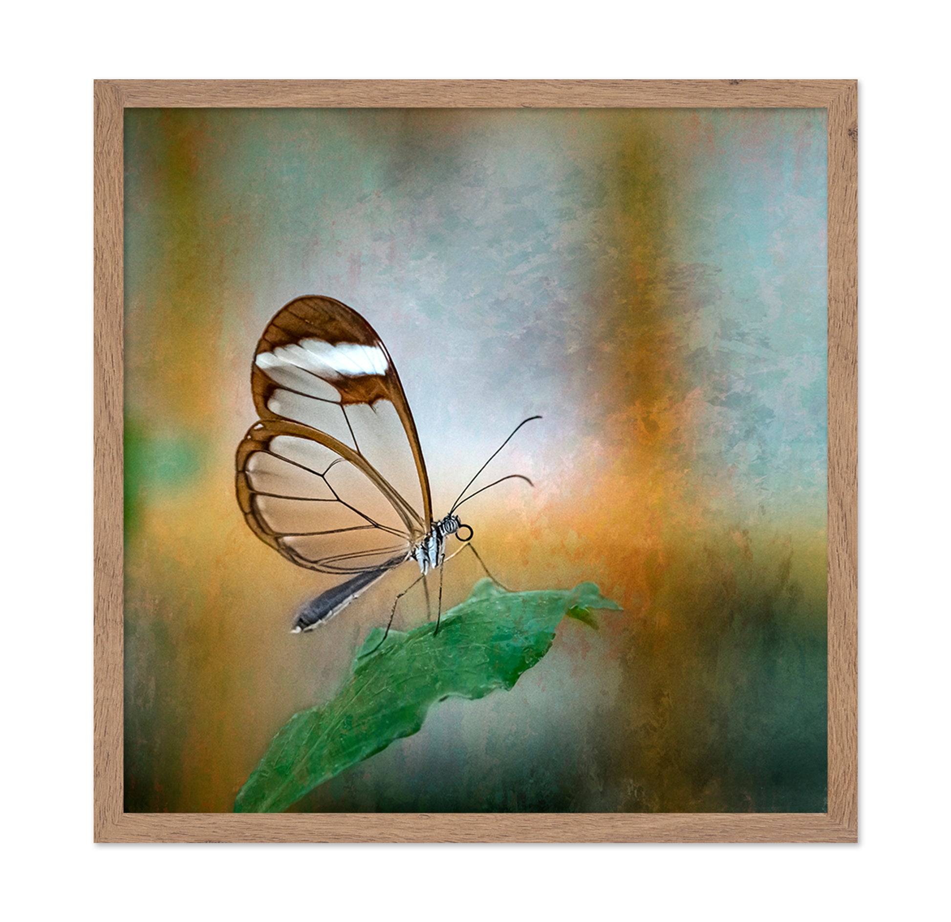 Glasswing Butterfly