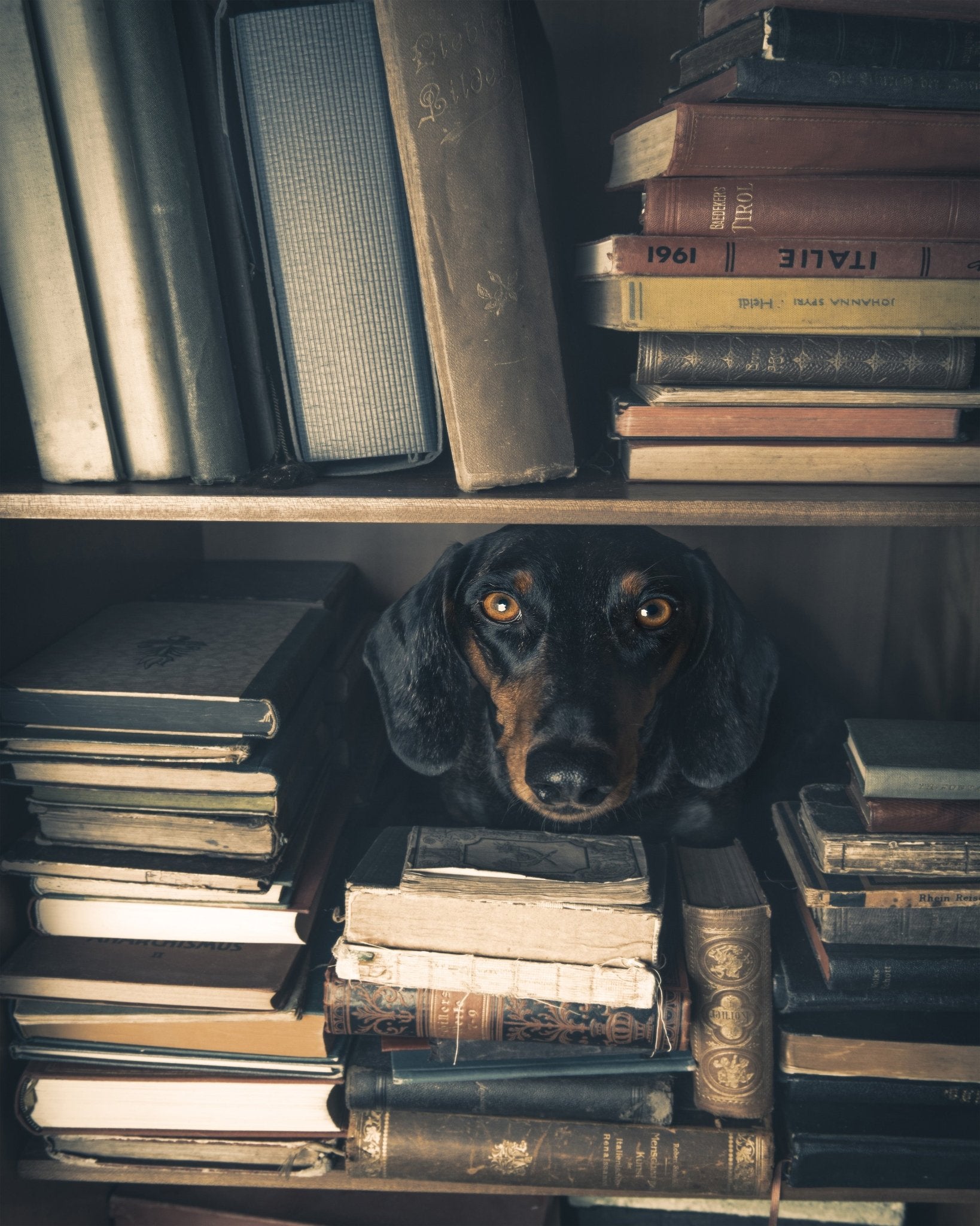 The Little Librarian