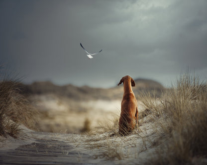 Freedom No 1