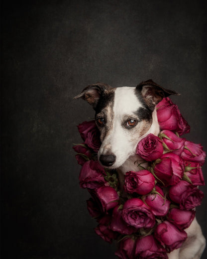 Rose Queen