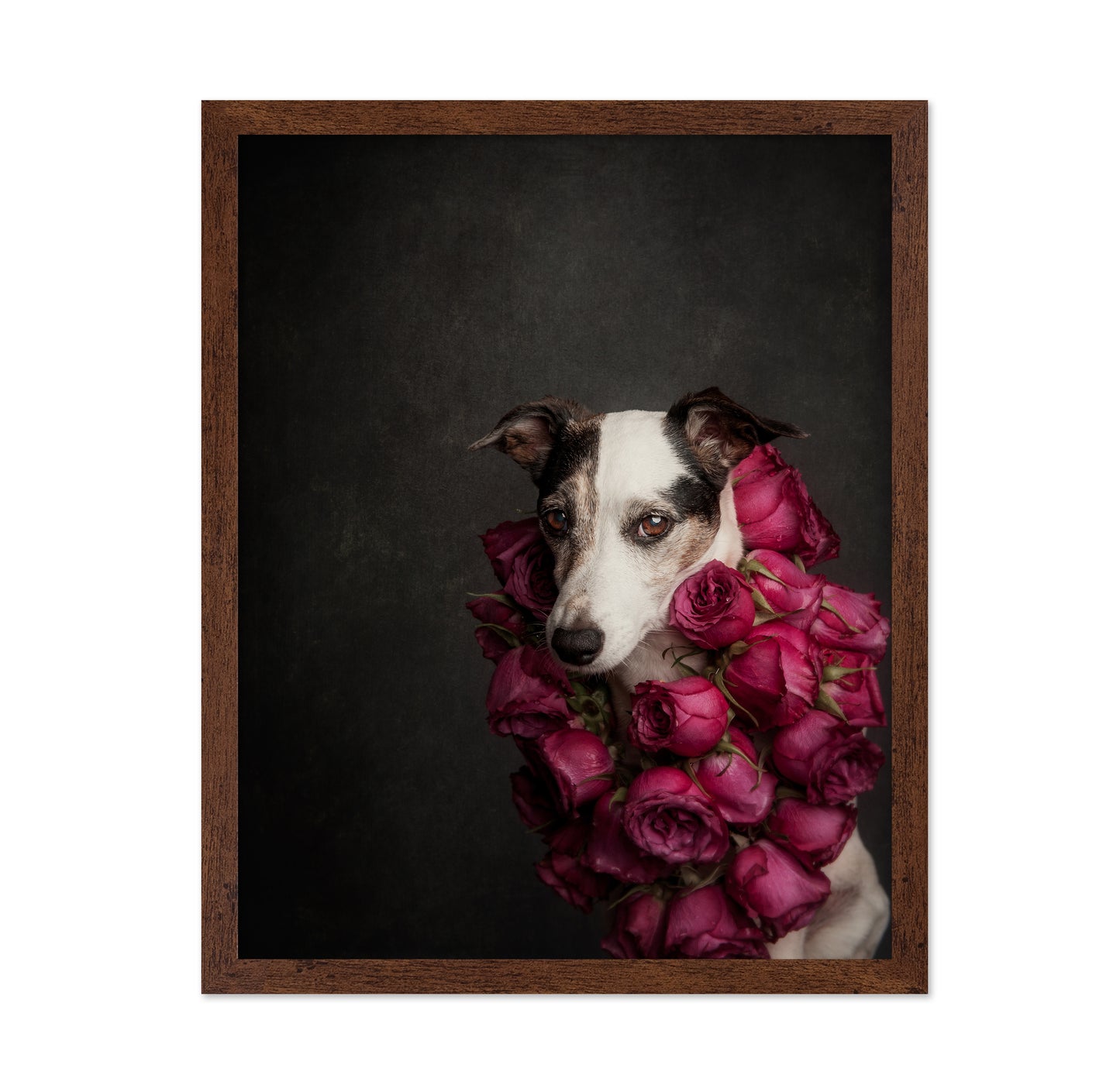 Rose Queen