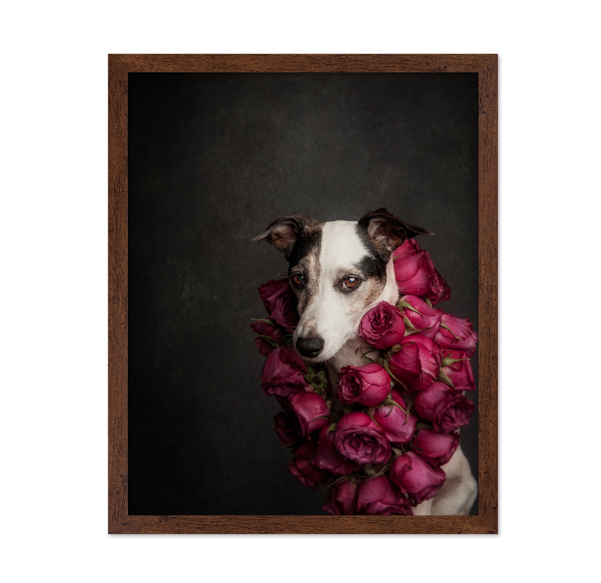 Rose Queen
