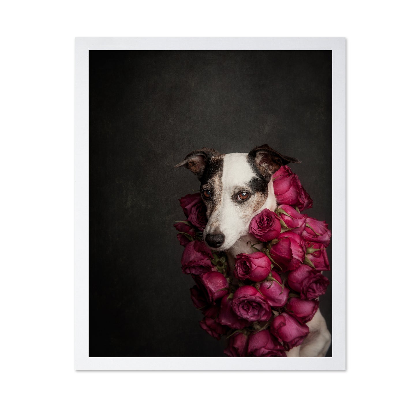 Rose Queen