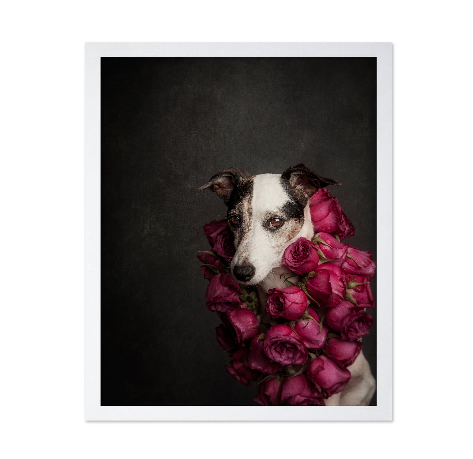 Rose Queen