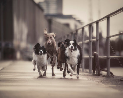 The Fantastic Four