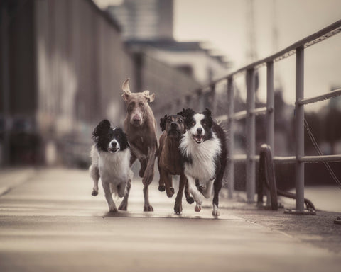 The Fantastic Four