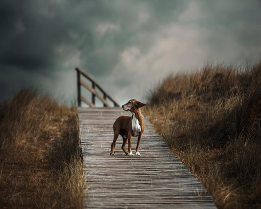 Pathway Sentinel