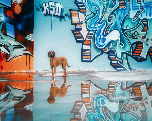 Street Canine Reflections