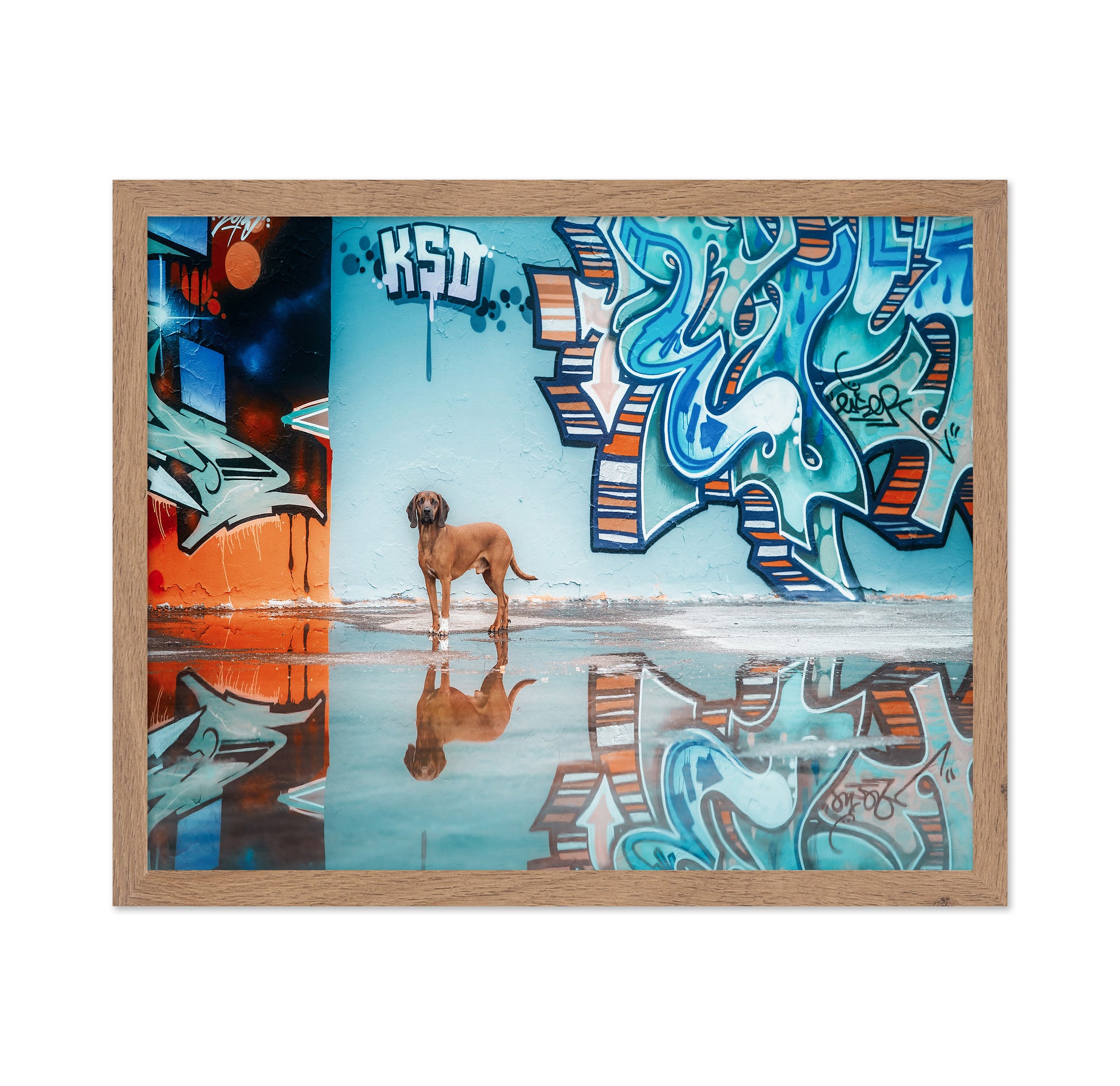 Street Canine Reflections