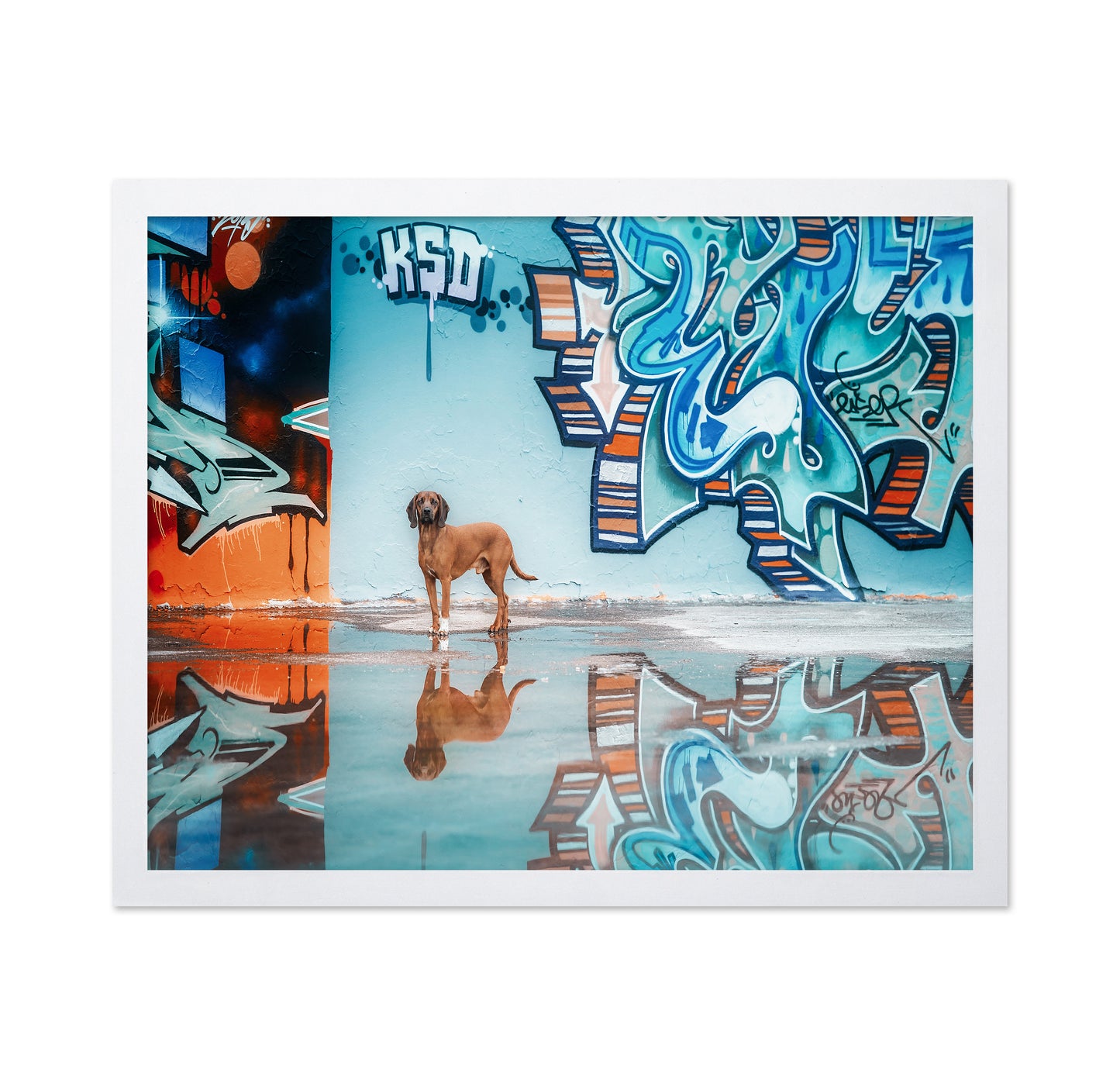 Street Canine Reflections