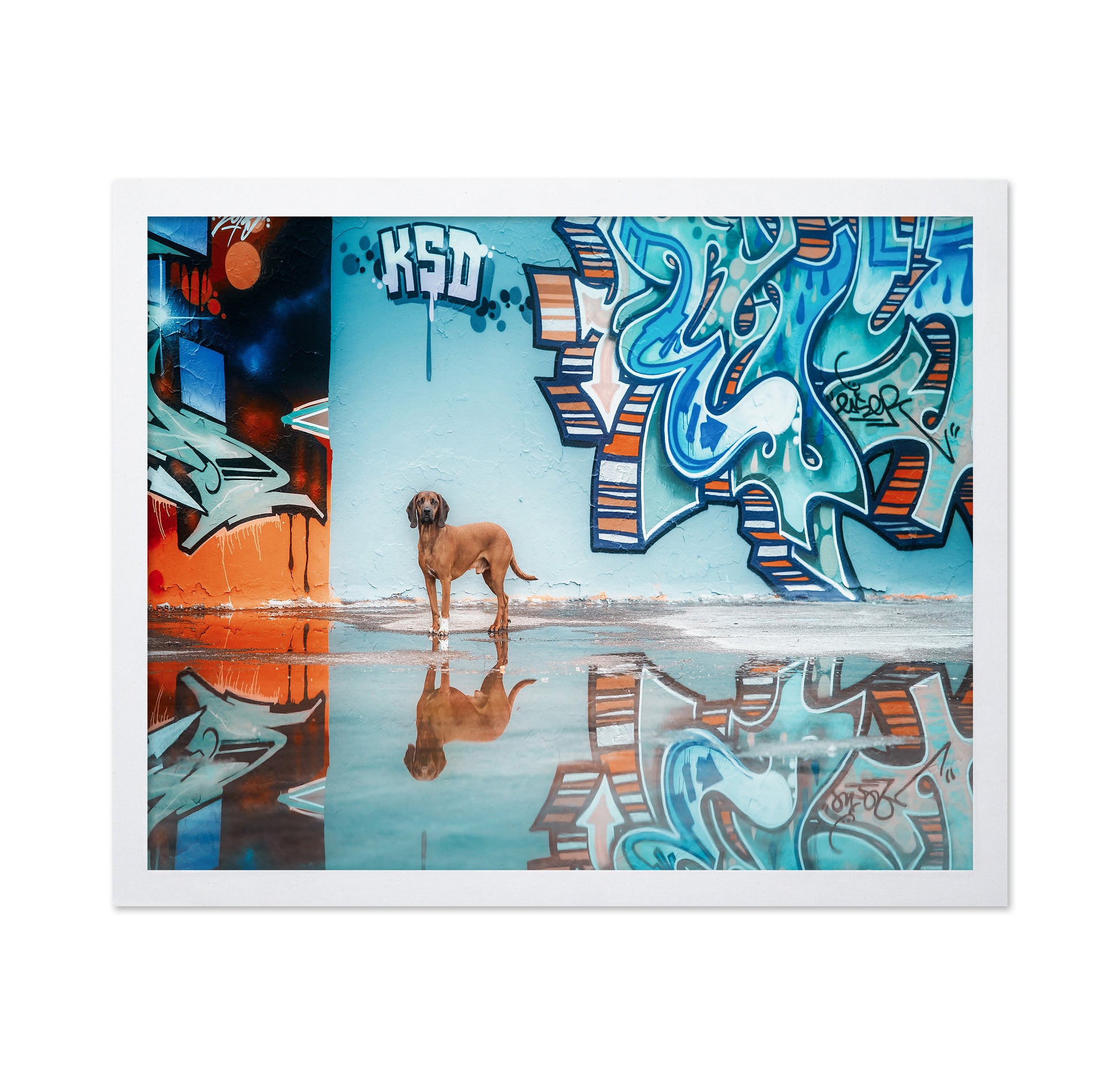 Street Canine Reflections