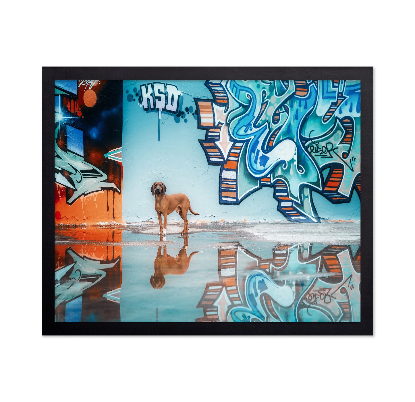 Street Canine Reflections