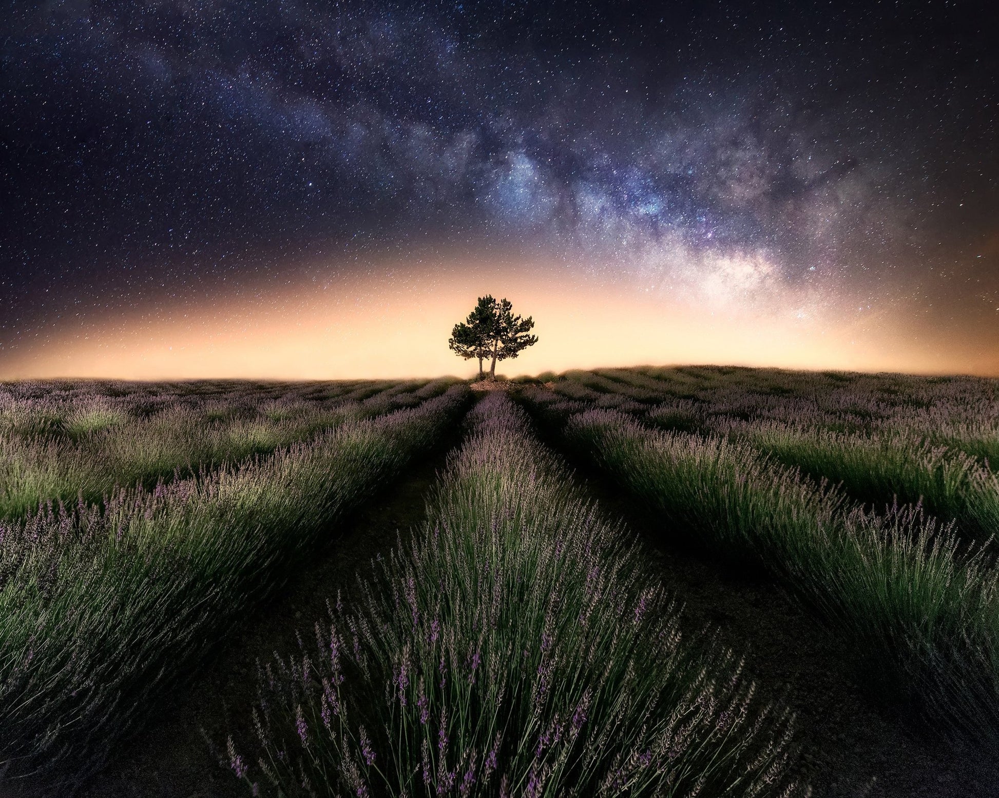 Lavender Way