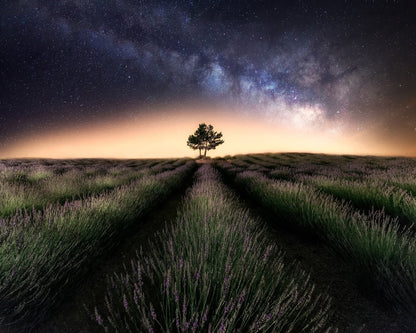 Lavender Way