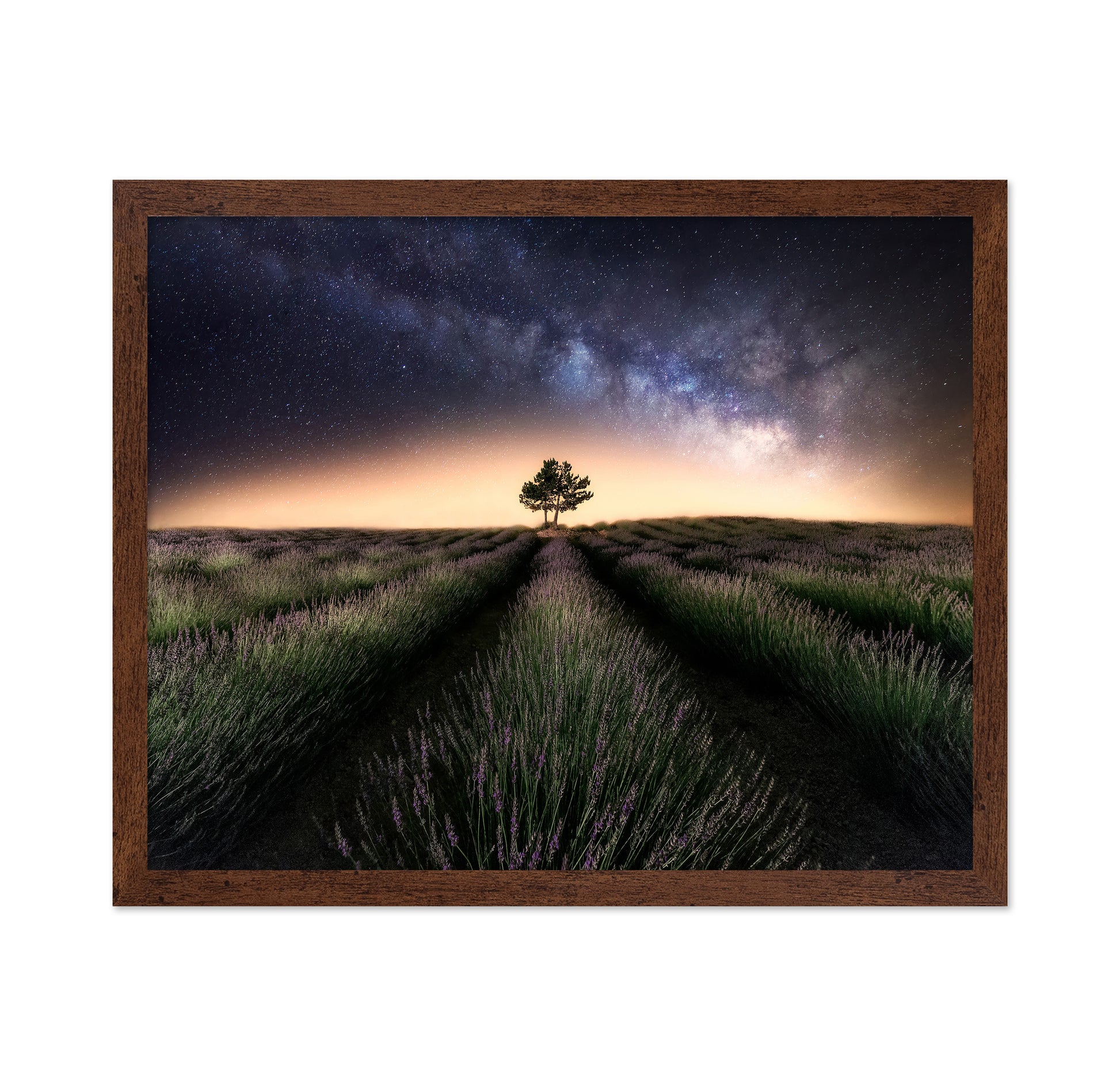 Lavender Way