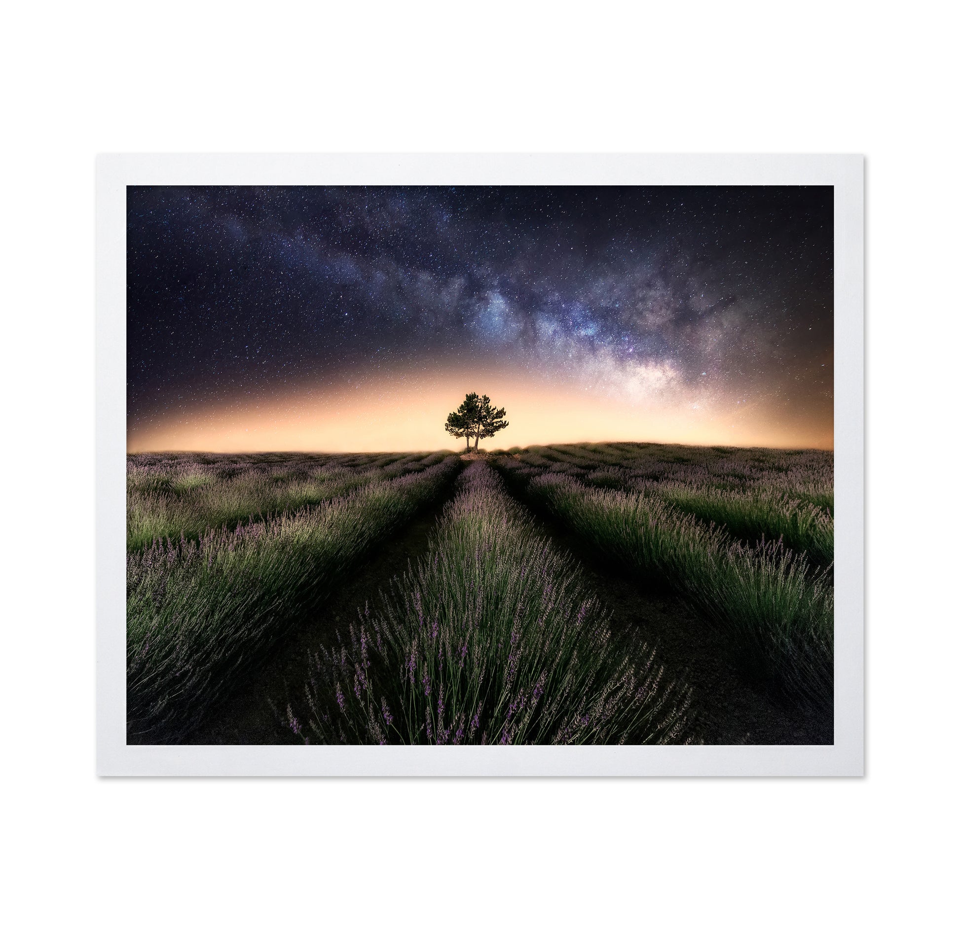 Lavender Way