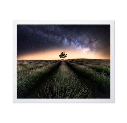 Lavender Way