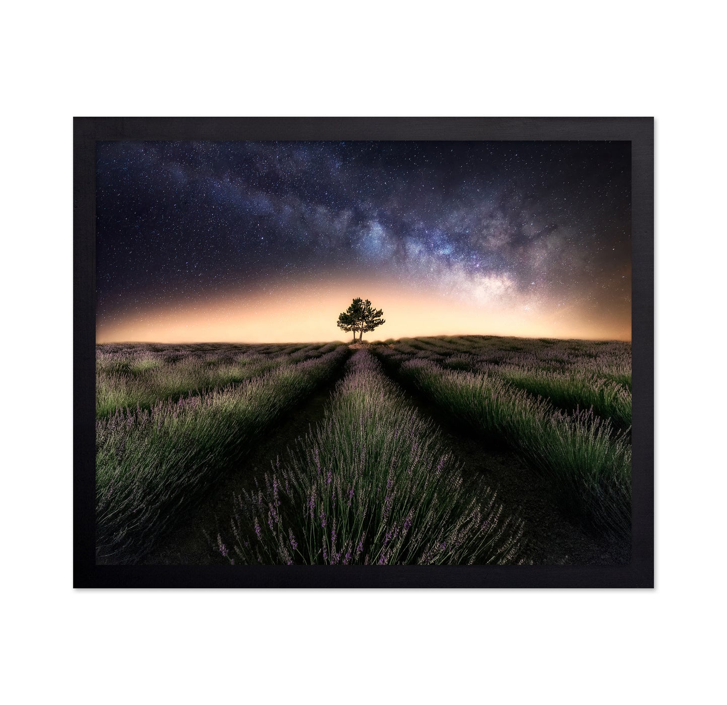 Lavender Way