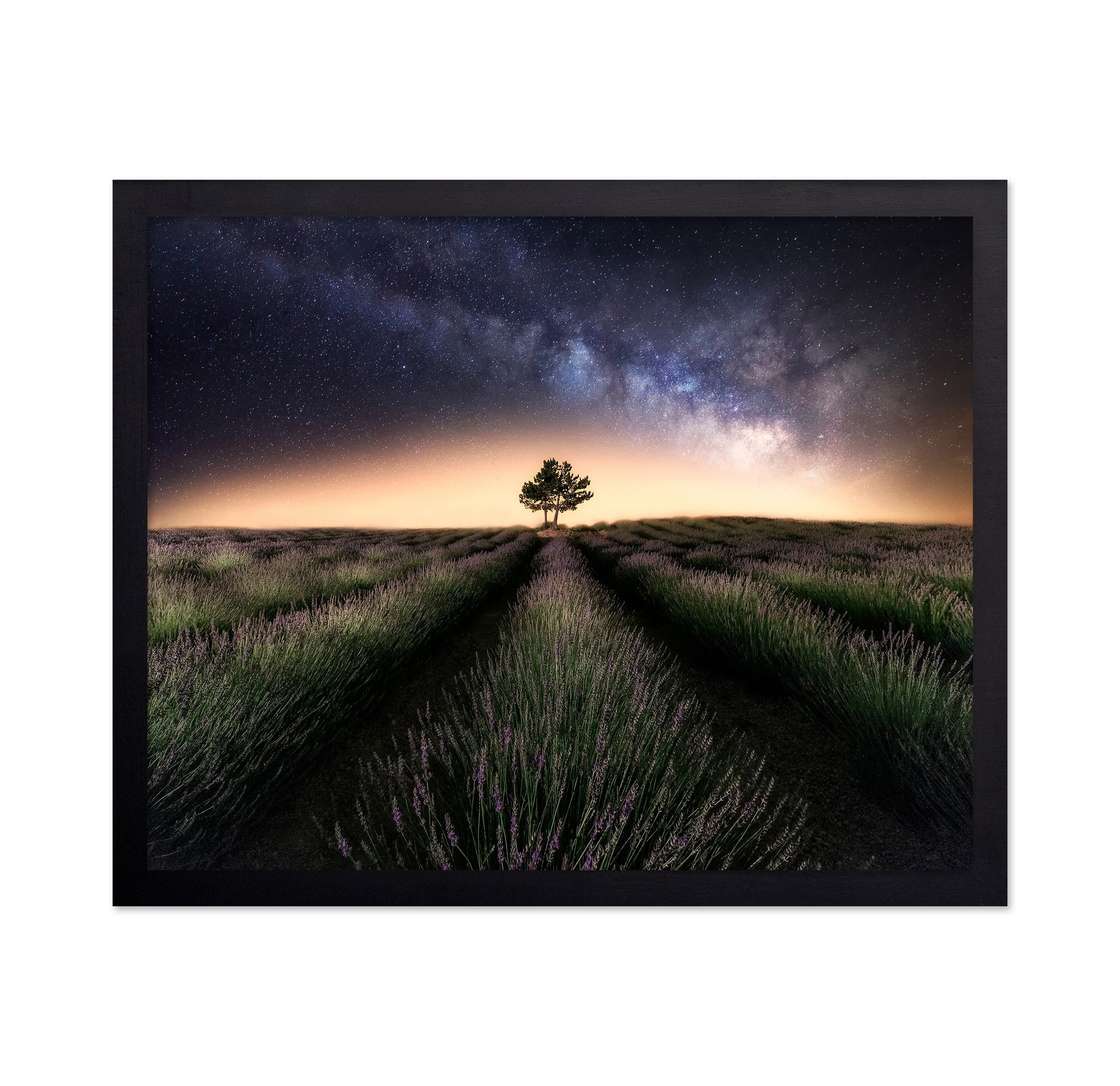 Lavender Way