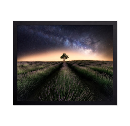 Lavender Way