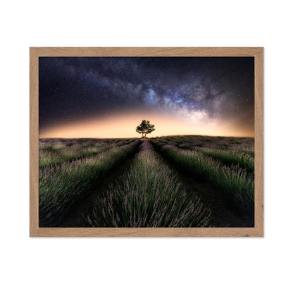 Lavender Way