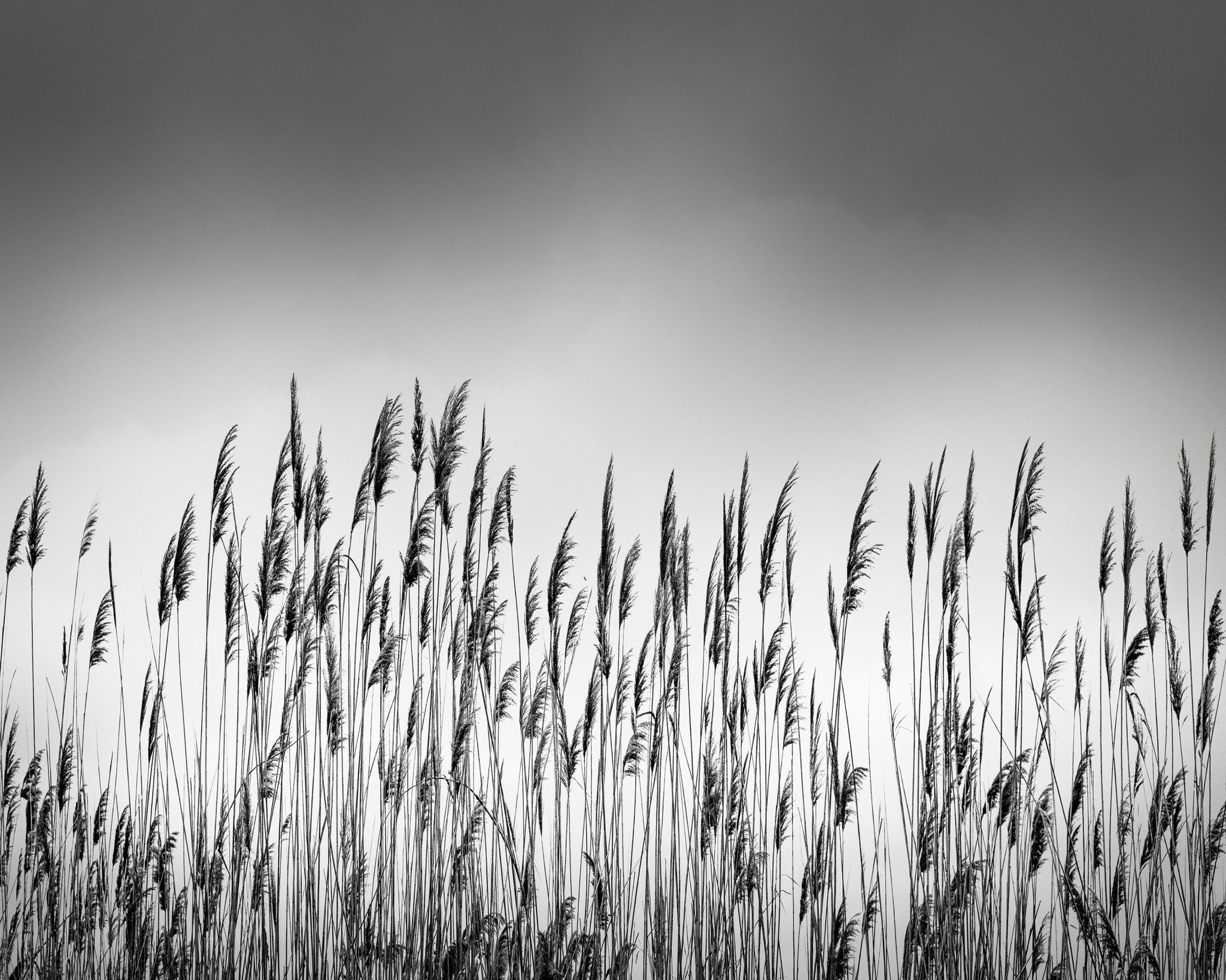 Reeds – Poster Master