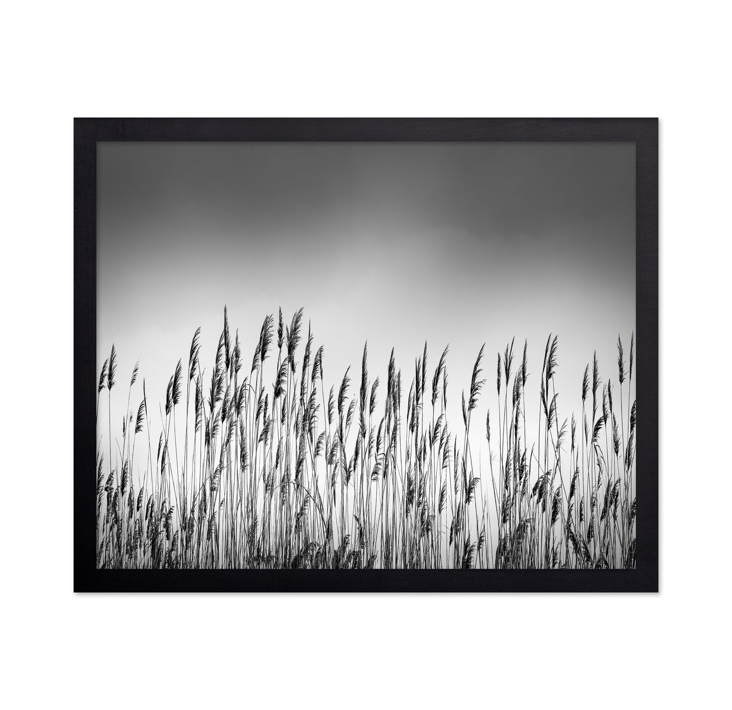 Reeds