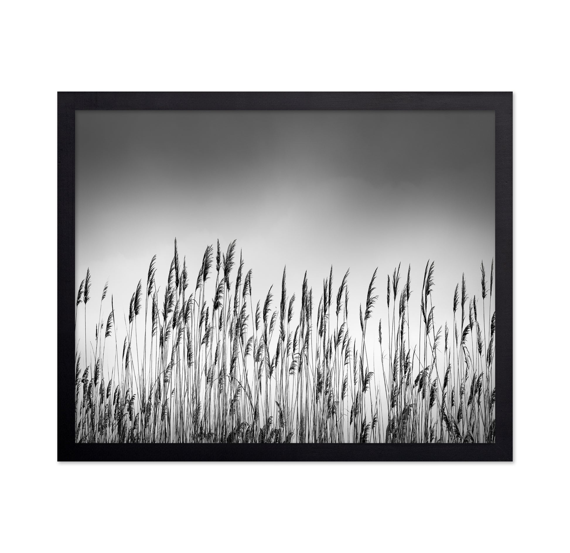 Reeds