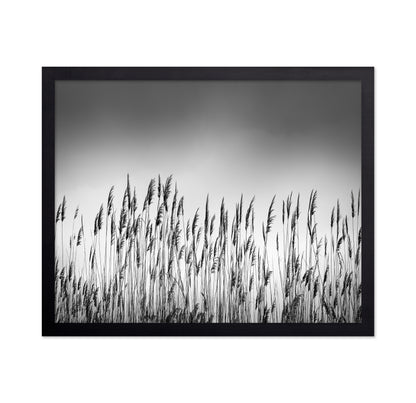 Reeds