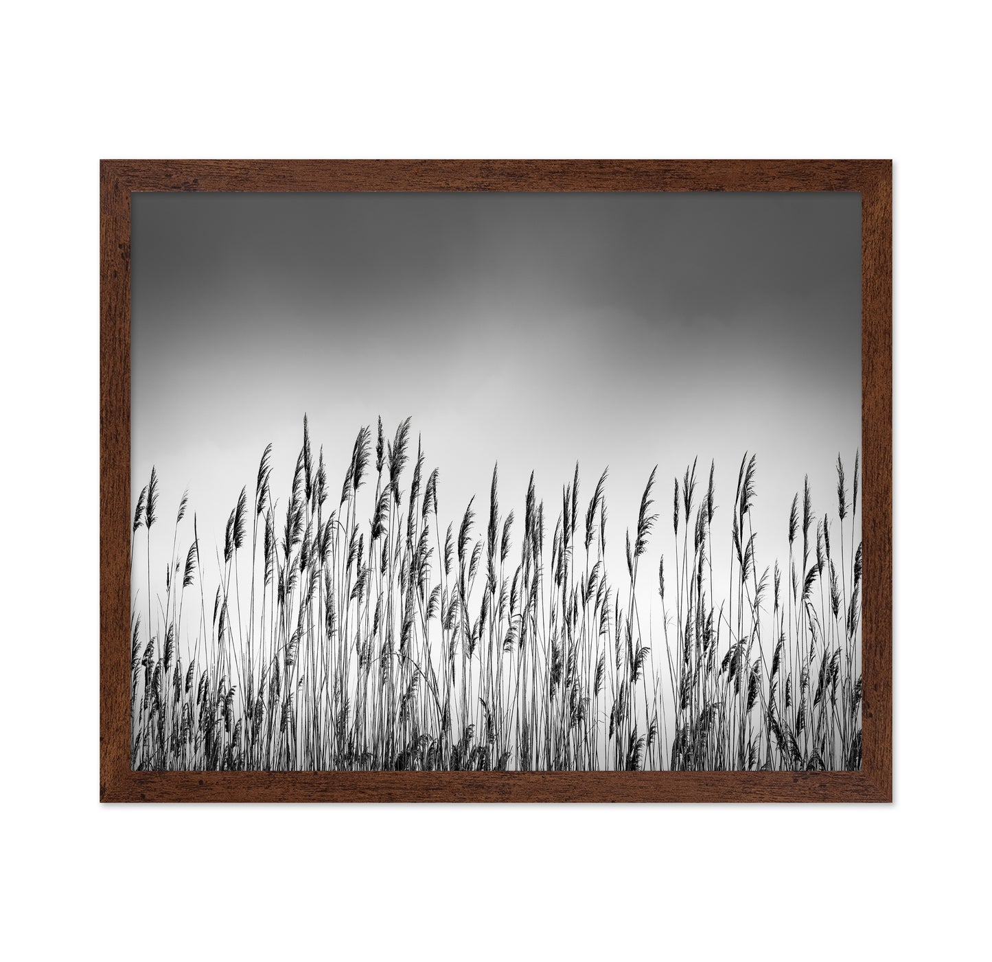 Reeds