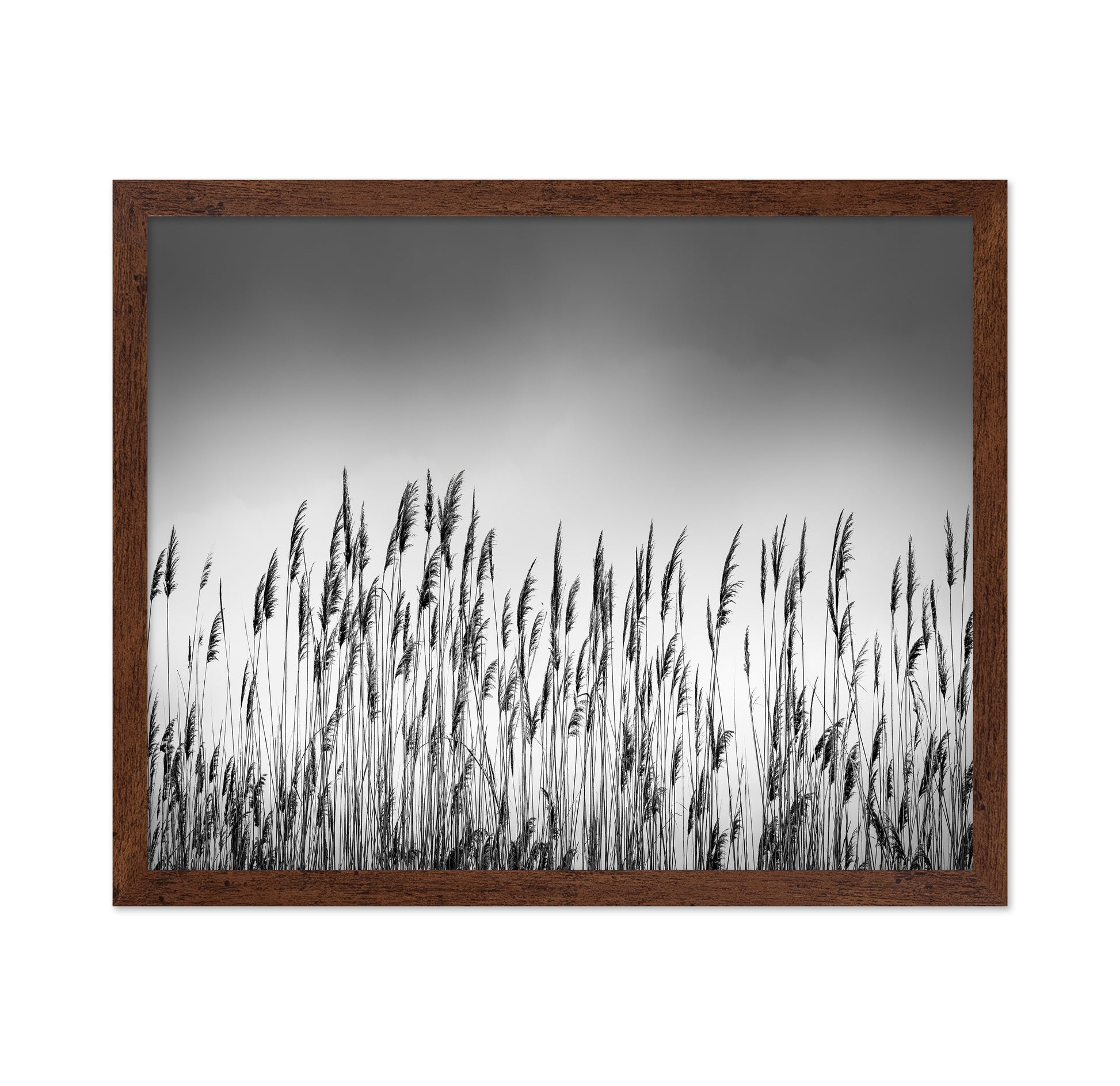 Reeds