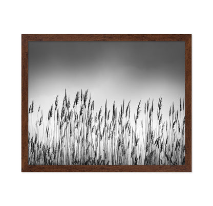 Reeds