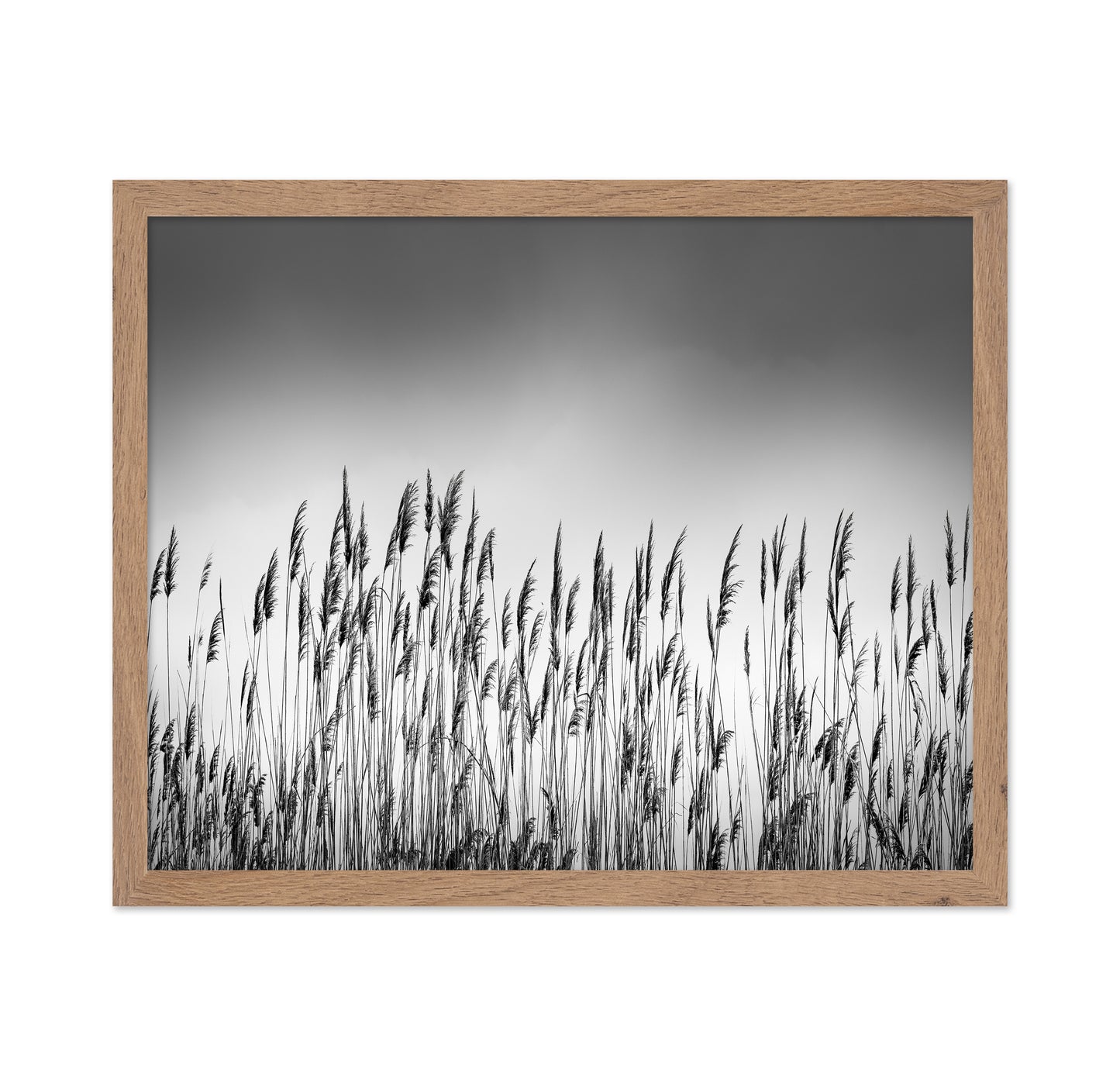 Reeds