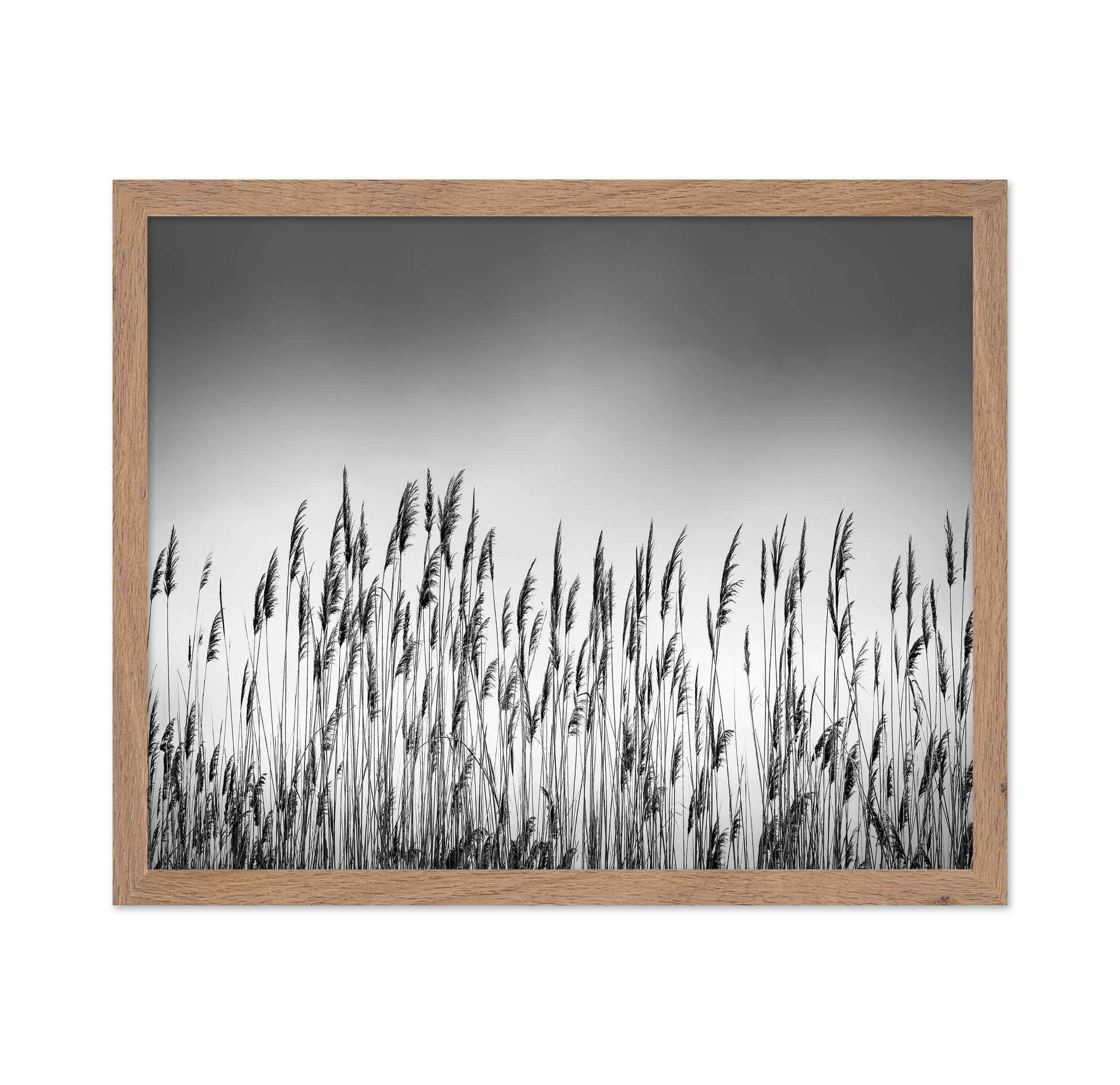 Reeds