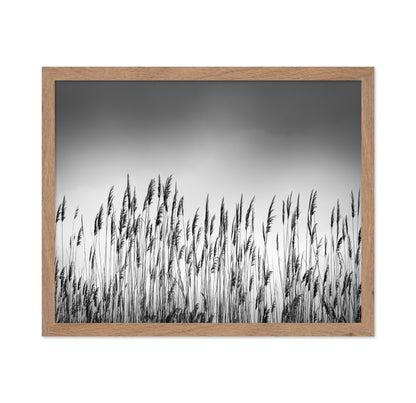 Reeds