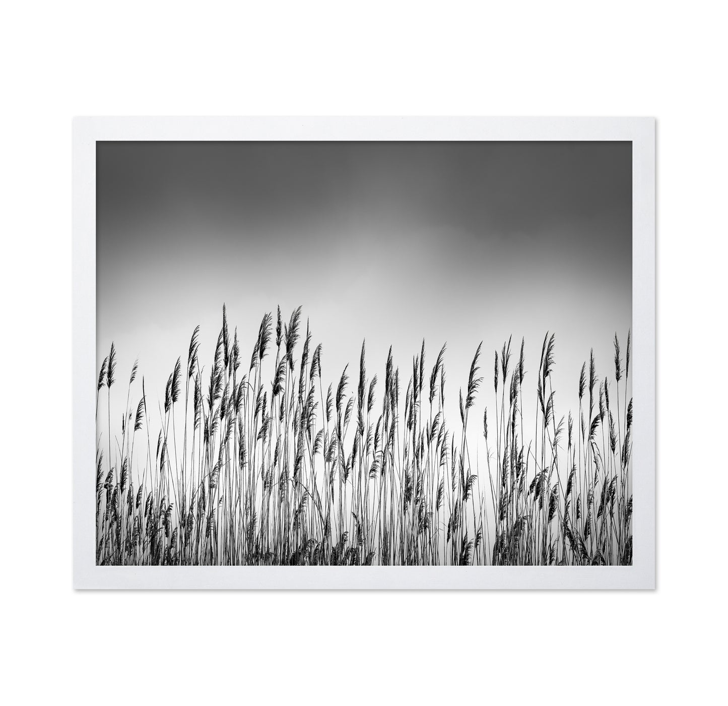 Reeds