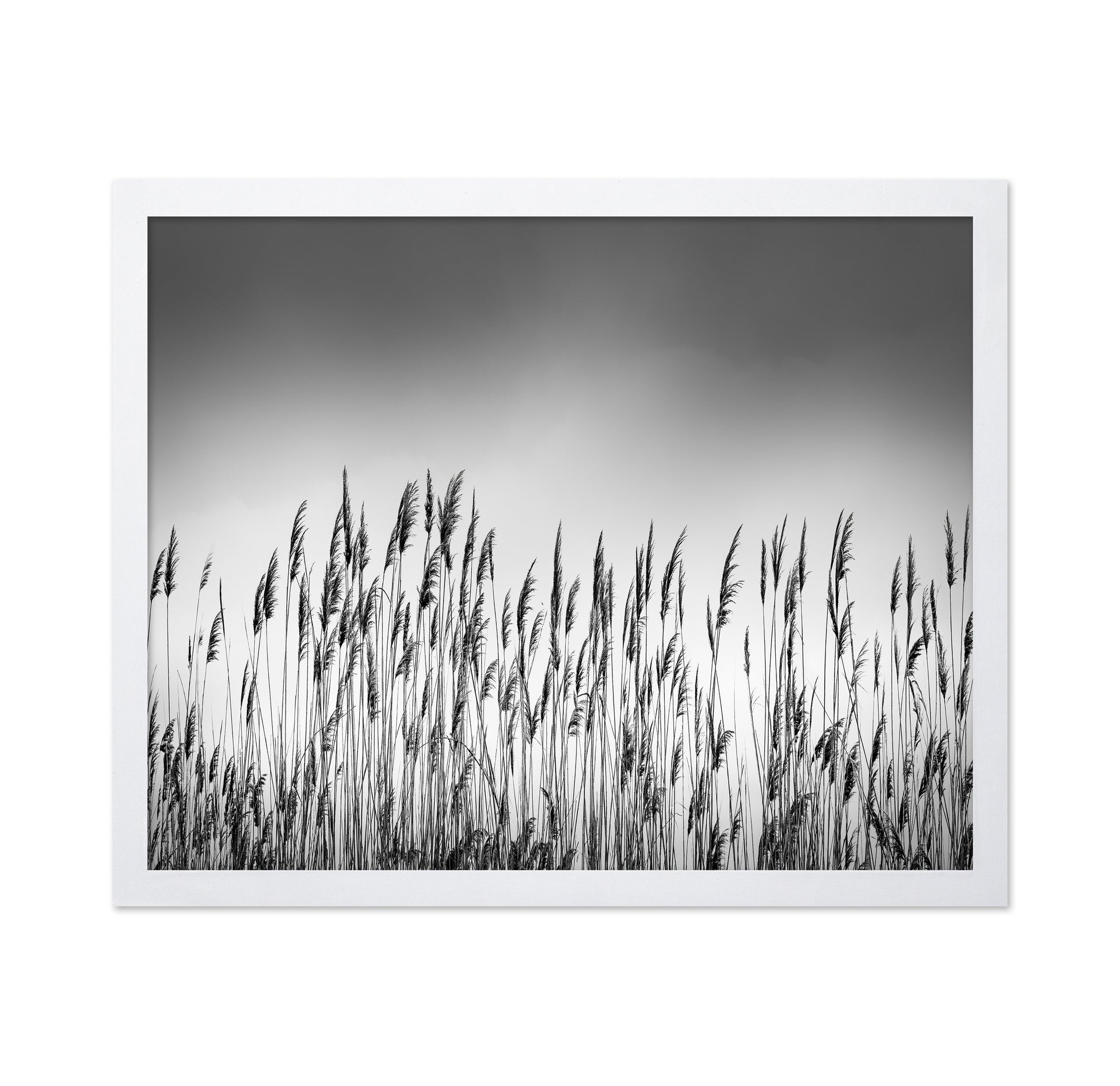 Reeds