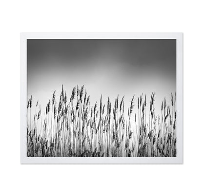 Reeds