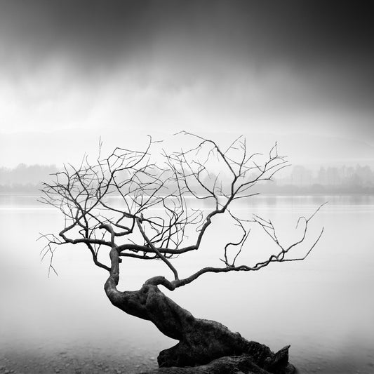 Root To Branches
