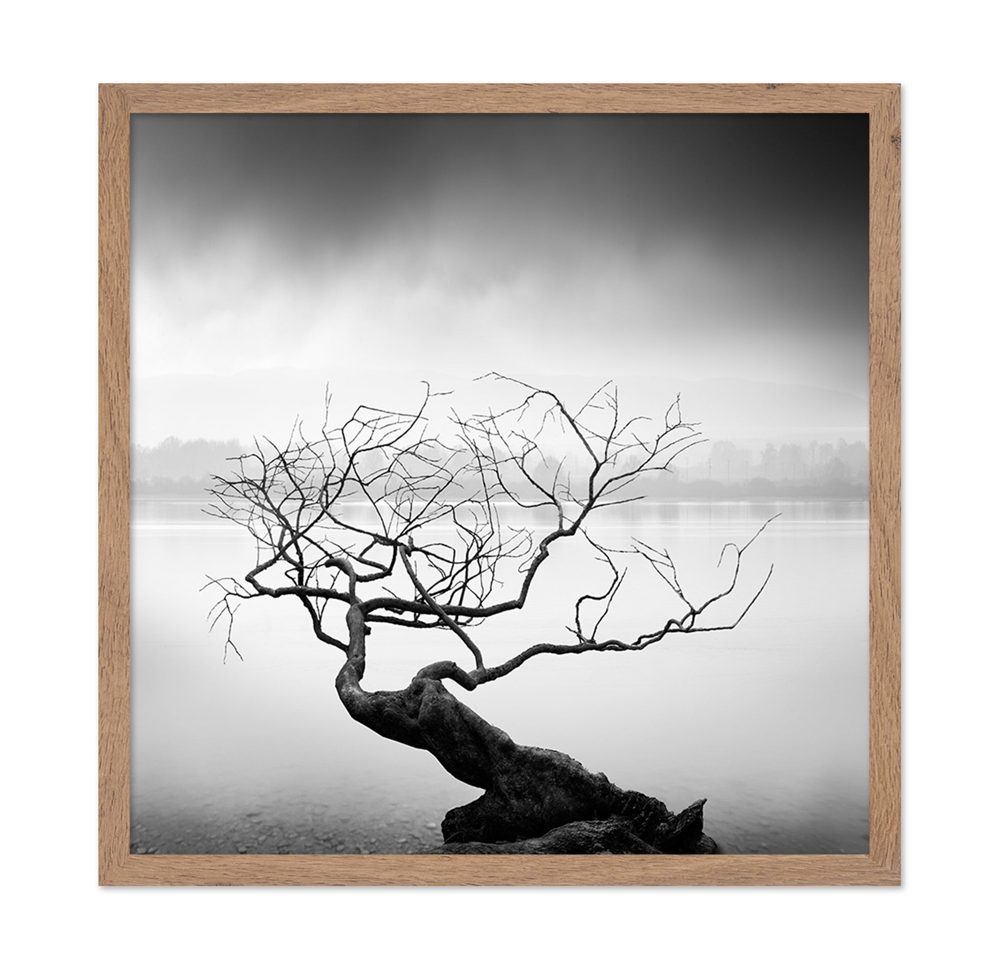 Root To Branches